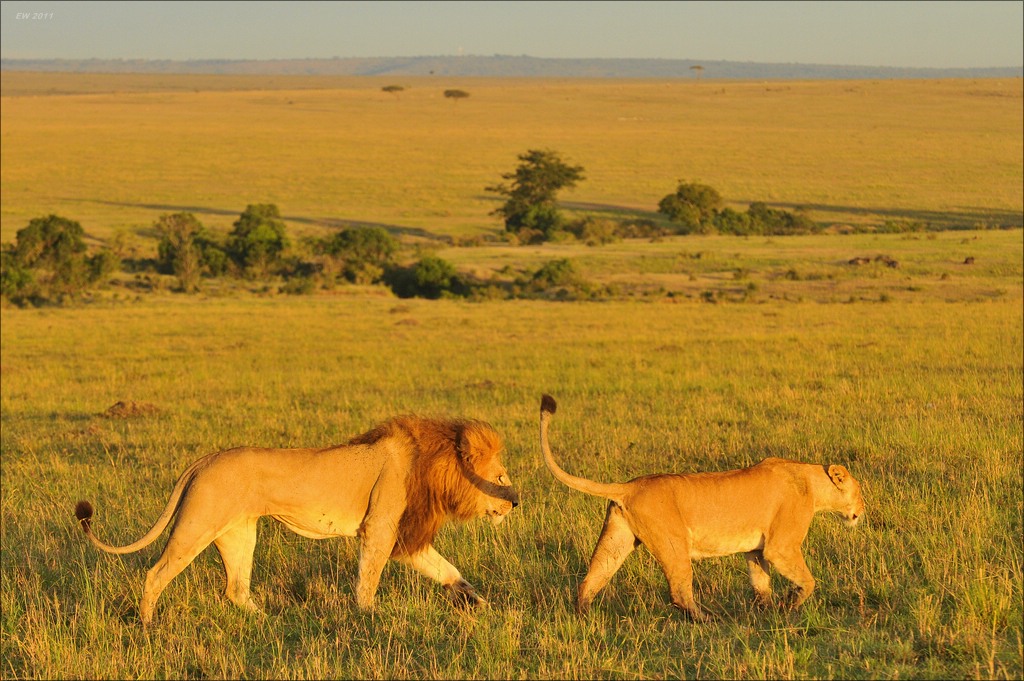 aacomp Kenia 20111018 19192