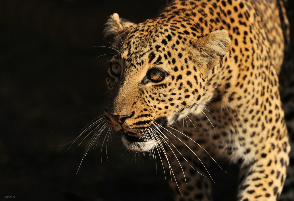 aacomp Kenia 20111019 21821a