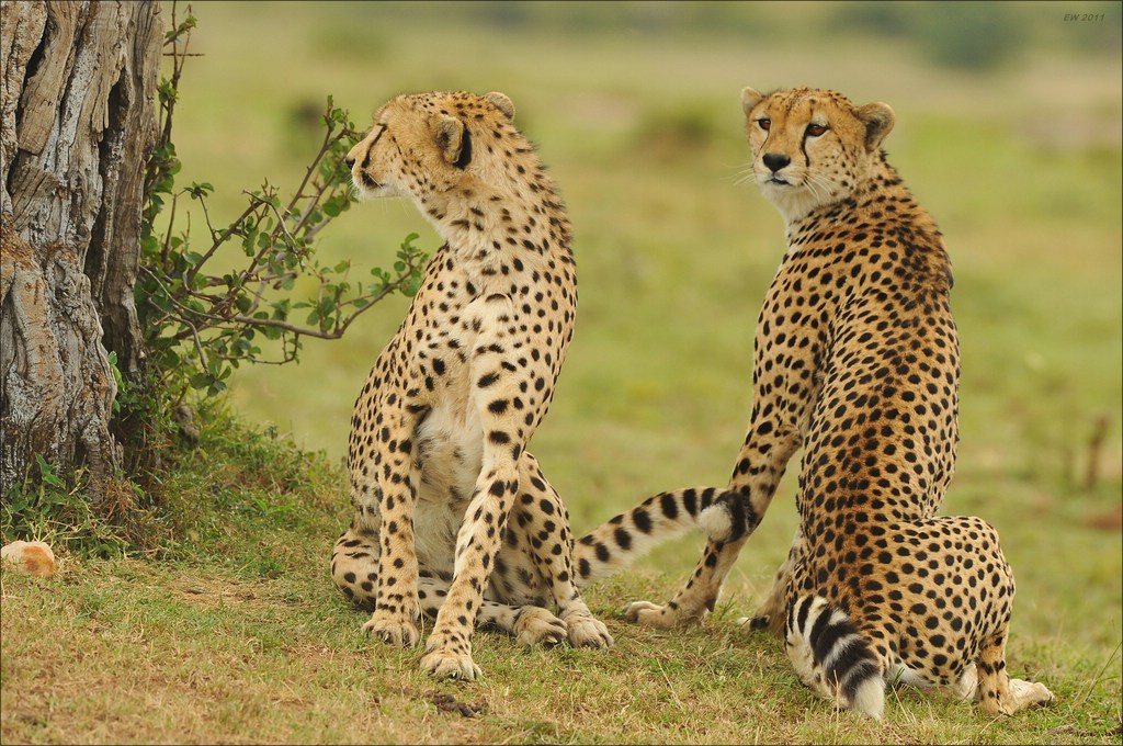 aacomp Kenia 20111020 26483