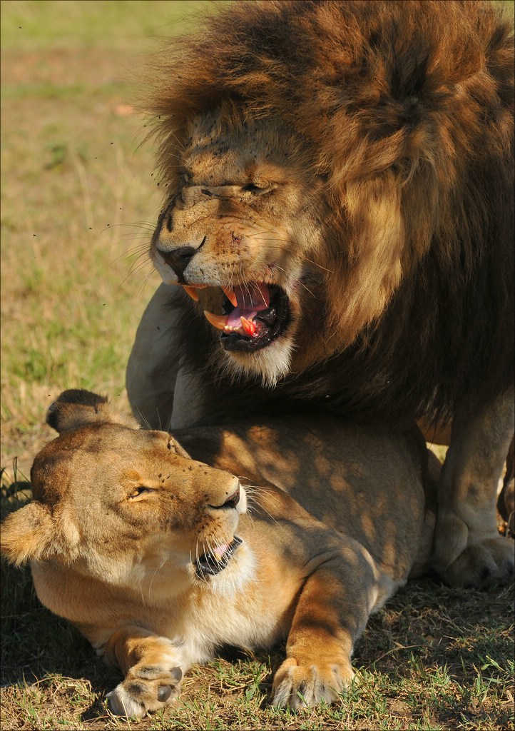 aacomp Kenia 20111022 31223