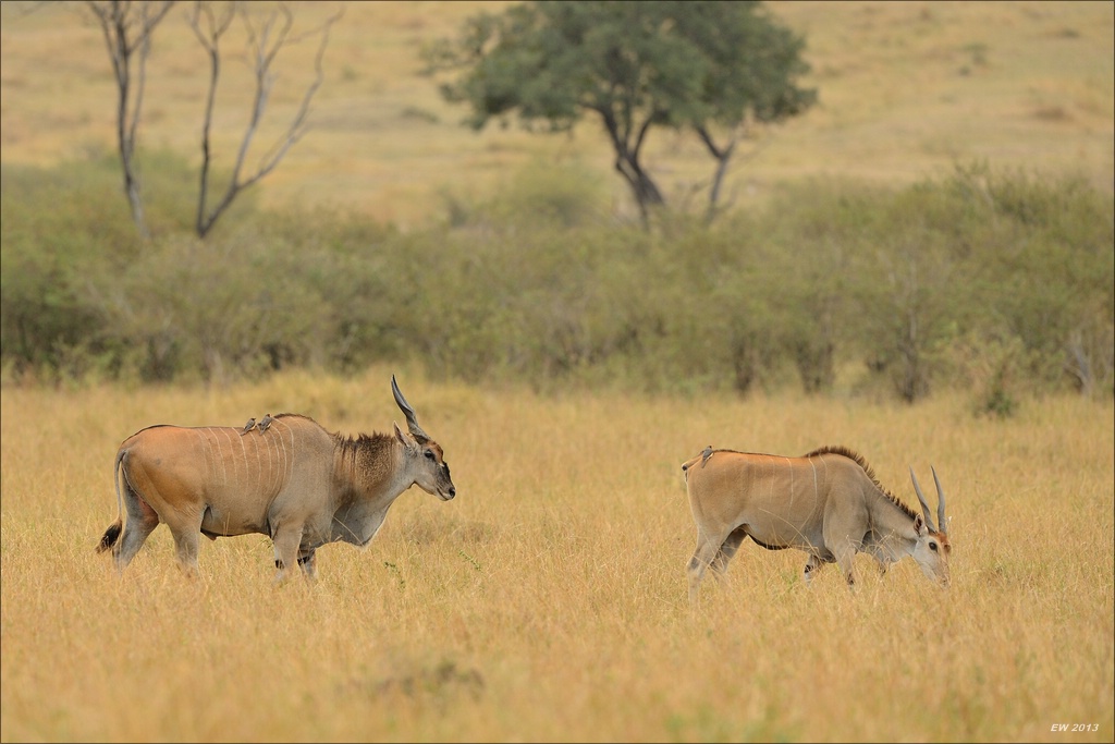 aacomp masai mara 20130907 05072