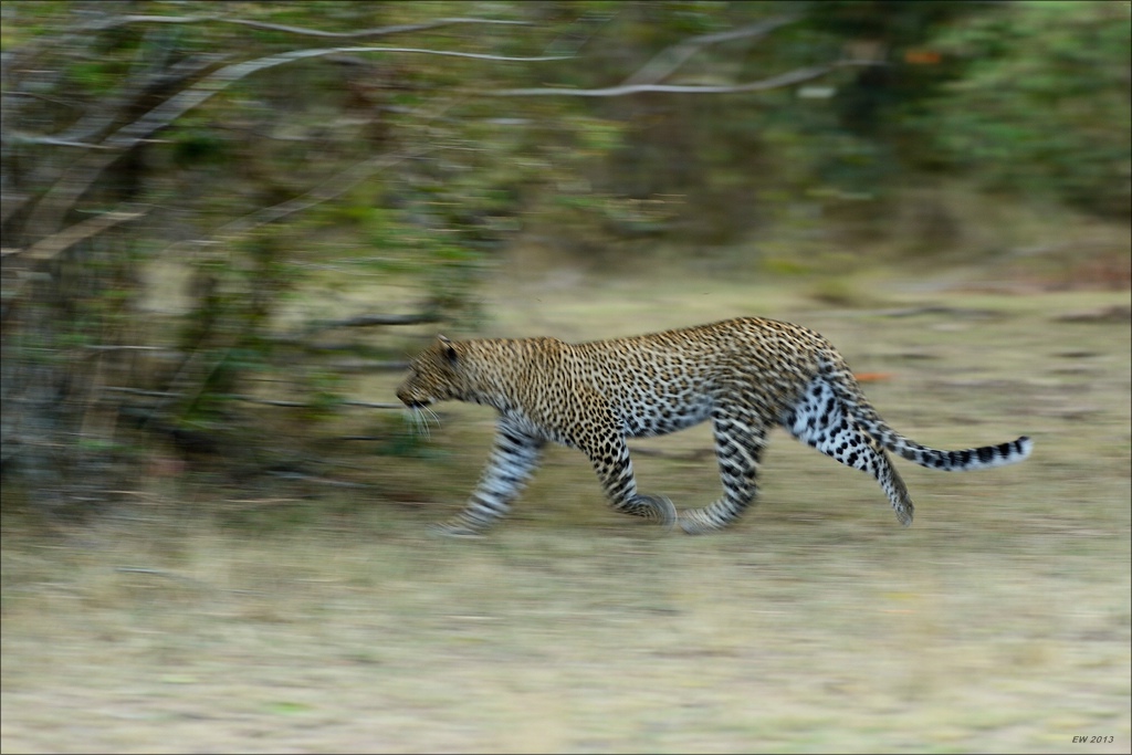 aacomp masai mara 20130907 08172