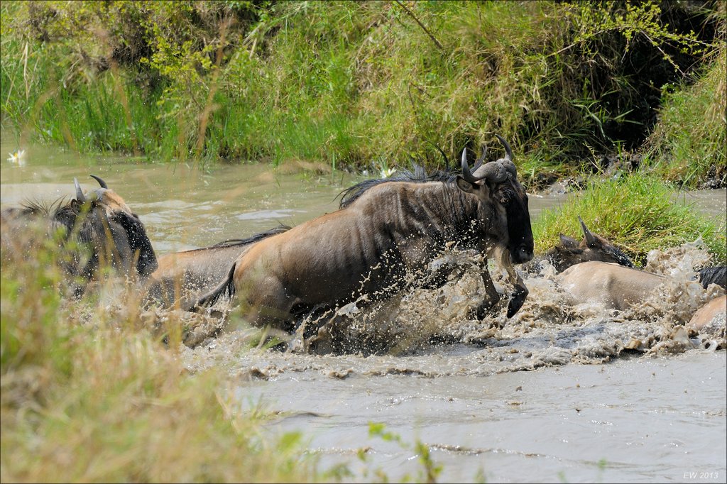 aacomp masai mara 20130908 10794