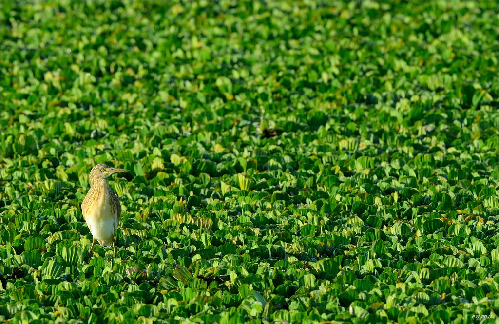 aacomp masai mara 20130911 20408