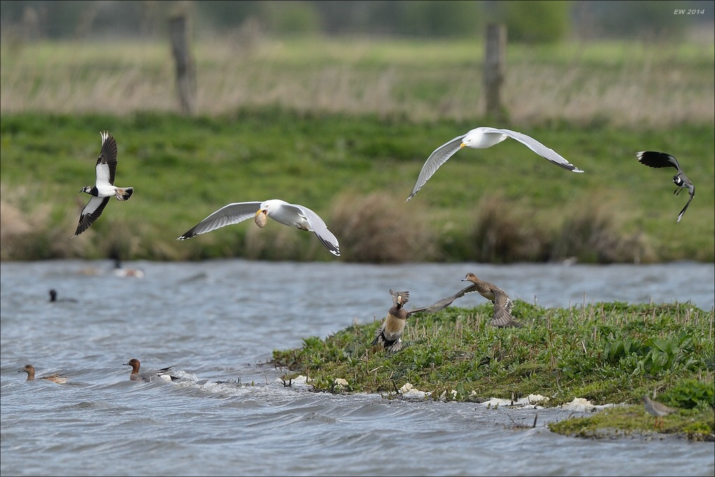 aacomp nabu wedel 20140413 0165