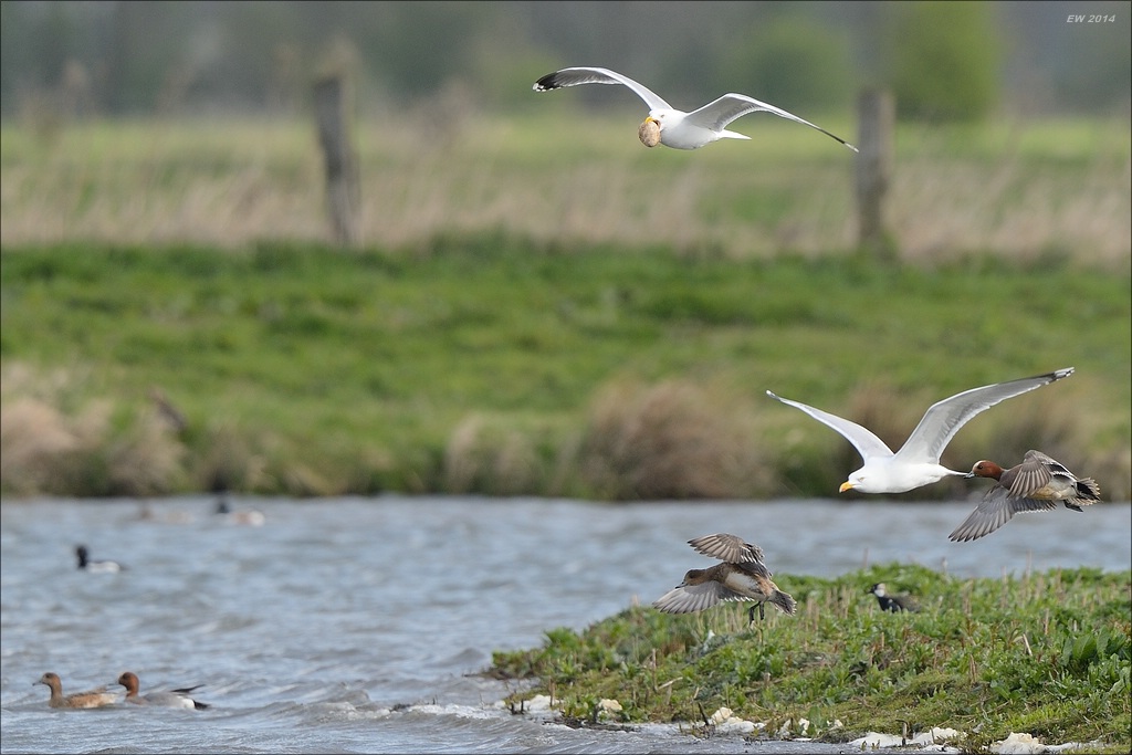 aacomp nabu wedel 20140413 0169