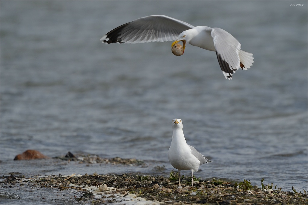 aacomp nabu wedel 20140413 0375