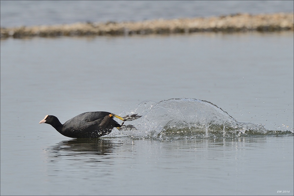 aacomp nabuwedel 20140501 2771