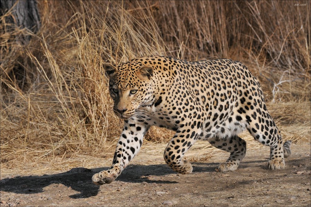 aacomp Namibia 09 10050