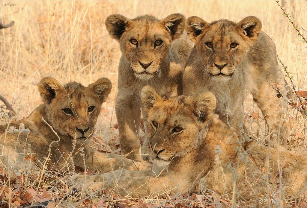 aacomp Namibia 09 23548aa
