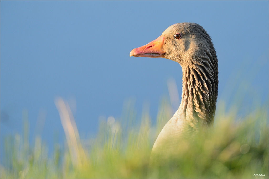 aacomp nordfriesland 20140503 0042