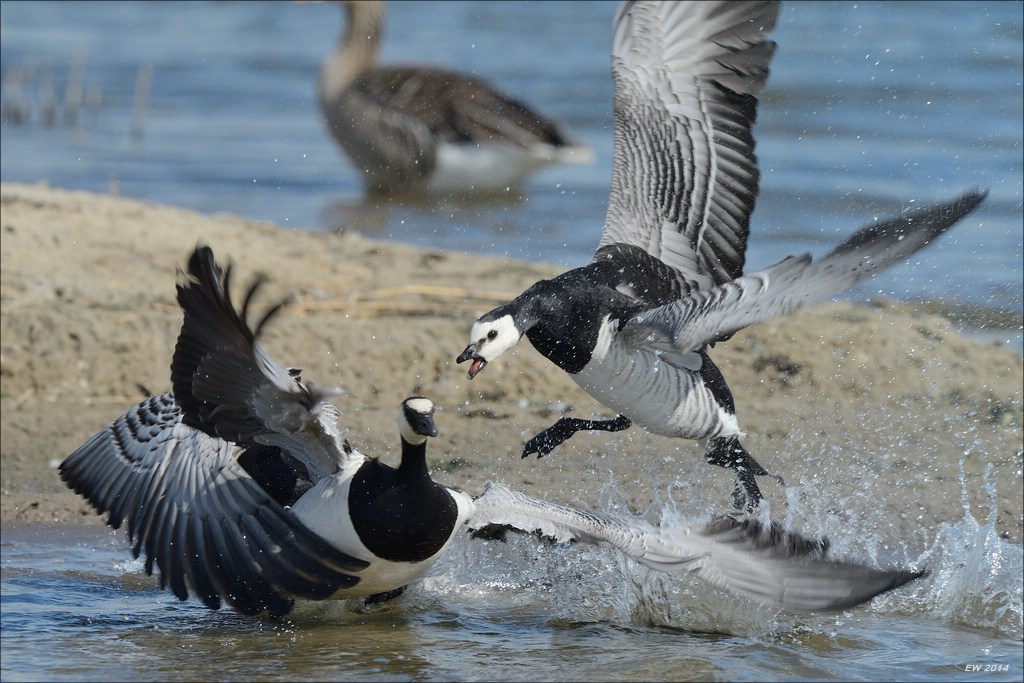 aacomp nordfriesland 20140503 0518