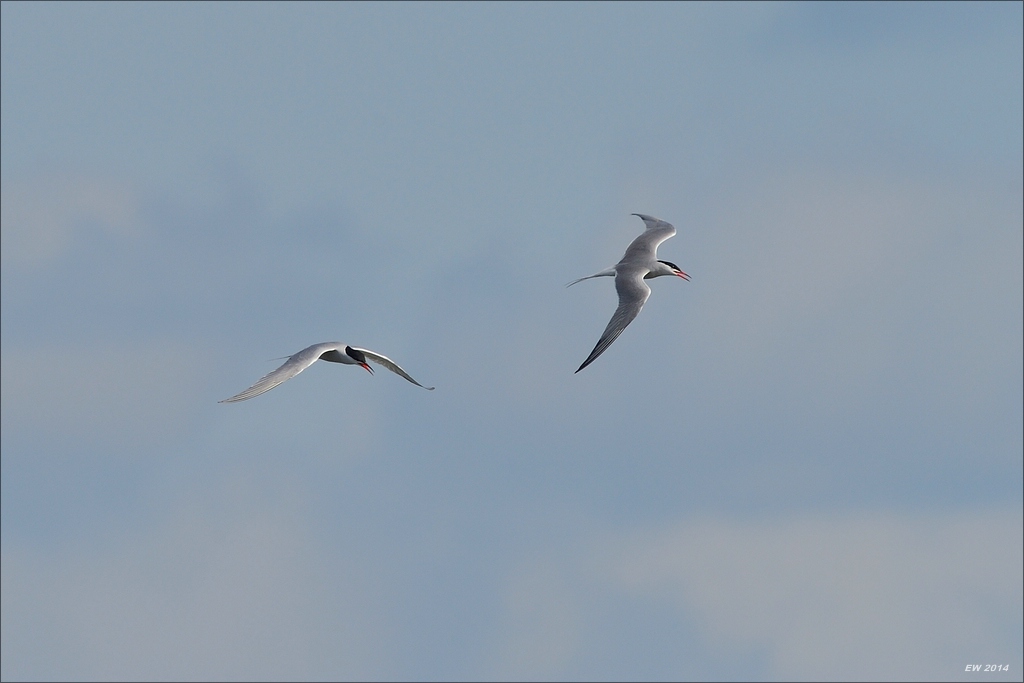 aacomp nordfriesland 20140503 0599