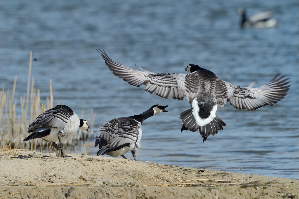 aacomp nordfriesland 20140503 0634