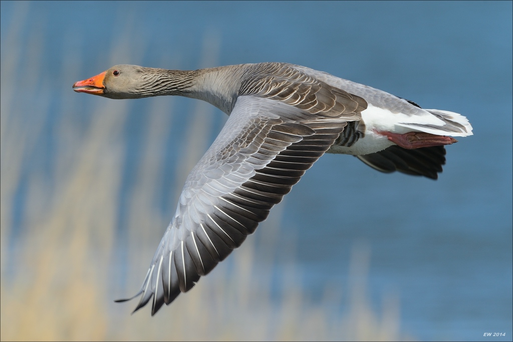 aacomp nordfriesland 20140503 0798