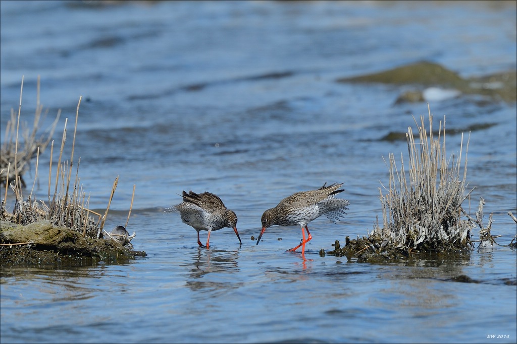 aacomp nordfriesland 20140503 0908