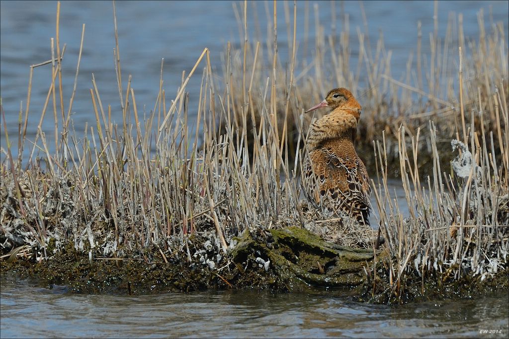 aacomp nordfriesland 20140503 1169