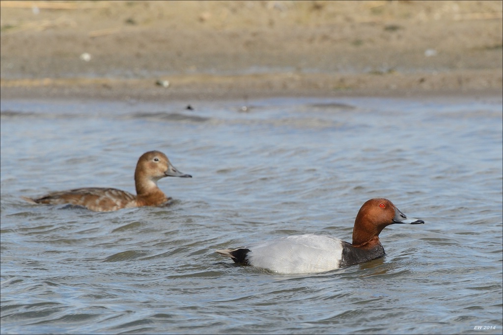 aacomp nordfriesland 20140503 1213