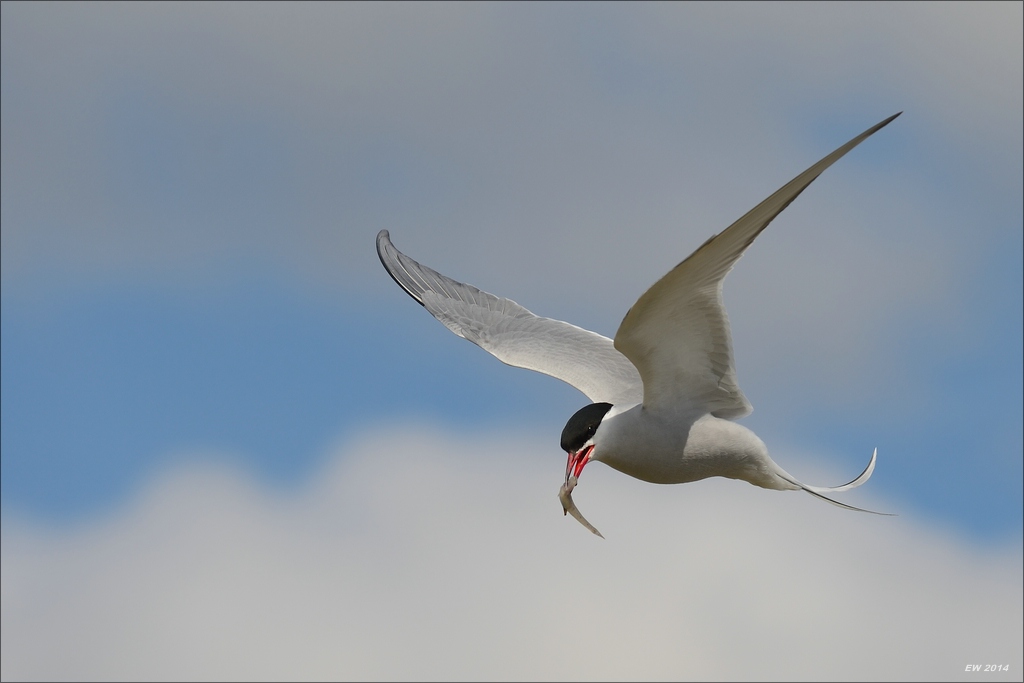 aacomp nordfriesland 20140503 1939