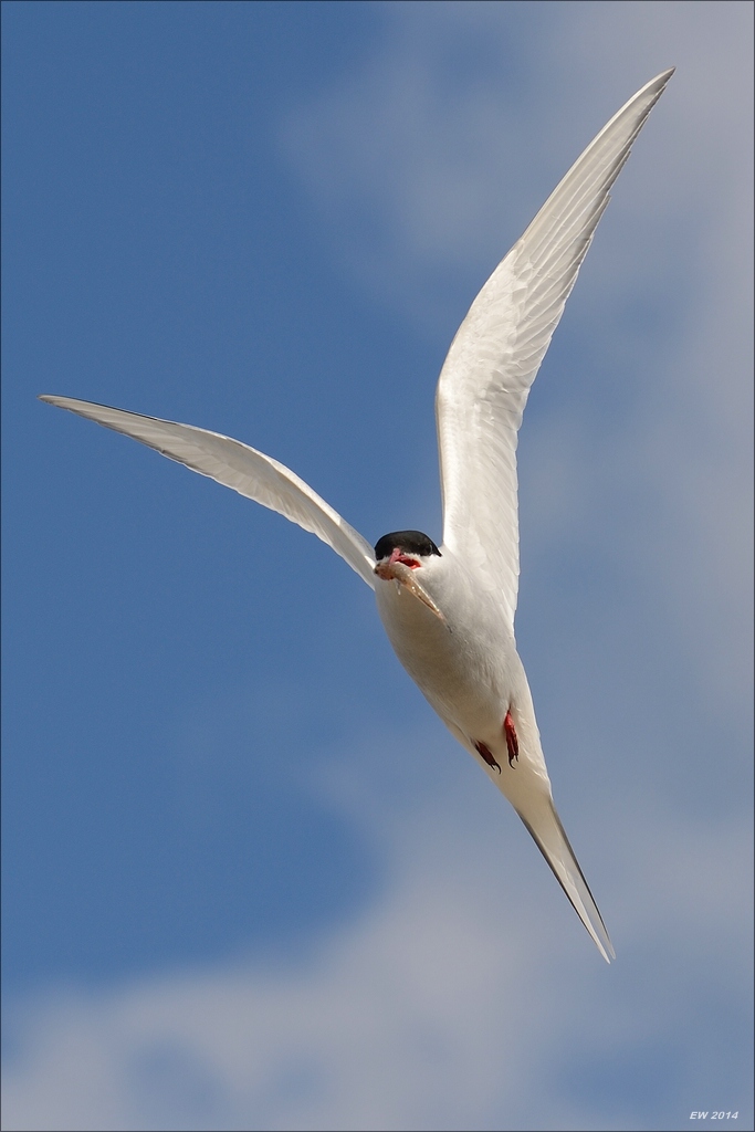 aacomp nordfriesland 20140503 2491