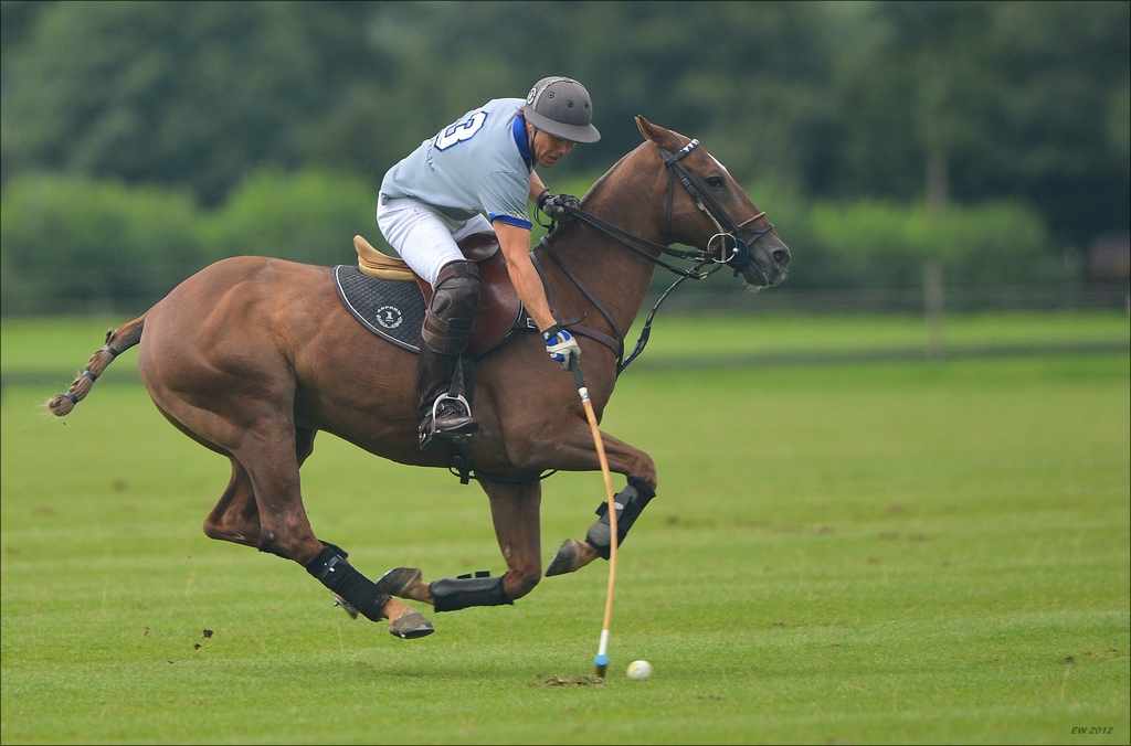 aacomp polo 20120901 0597