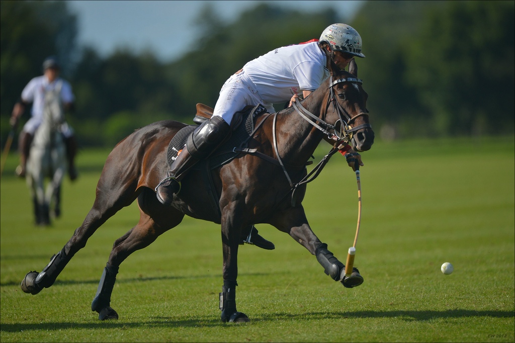 aacomp polo 20120901 1072