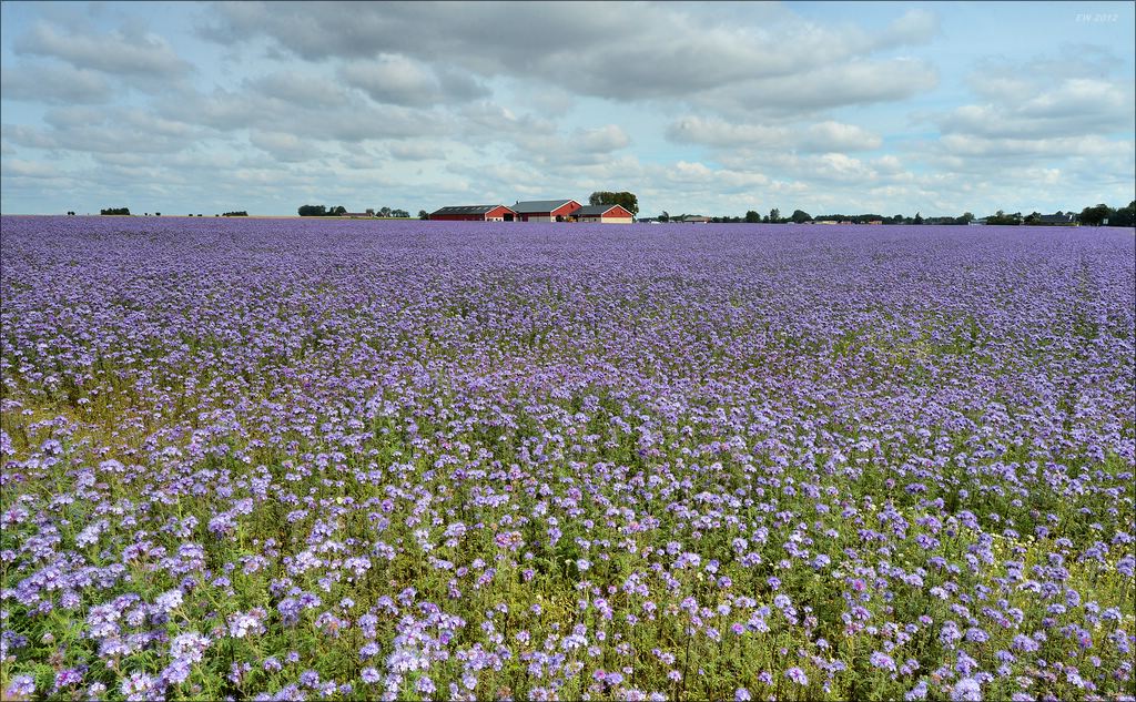 aacomp Schweden 20120814 0375a