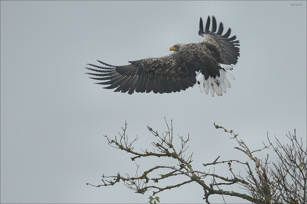 aacomp usedom 20121117 0412
