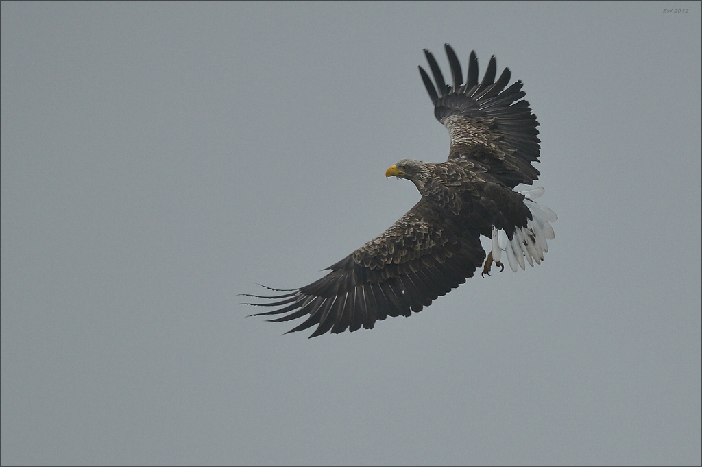 aacomp usedom 20121117 0414