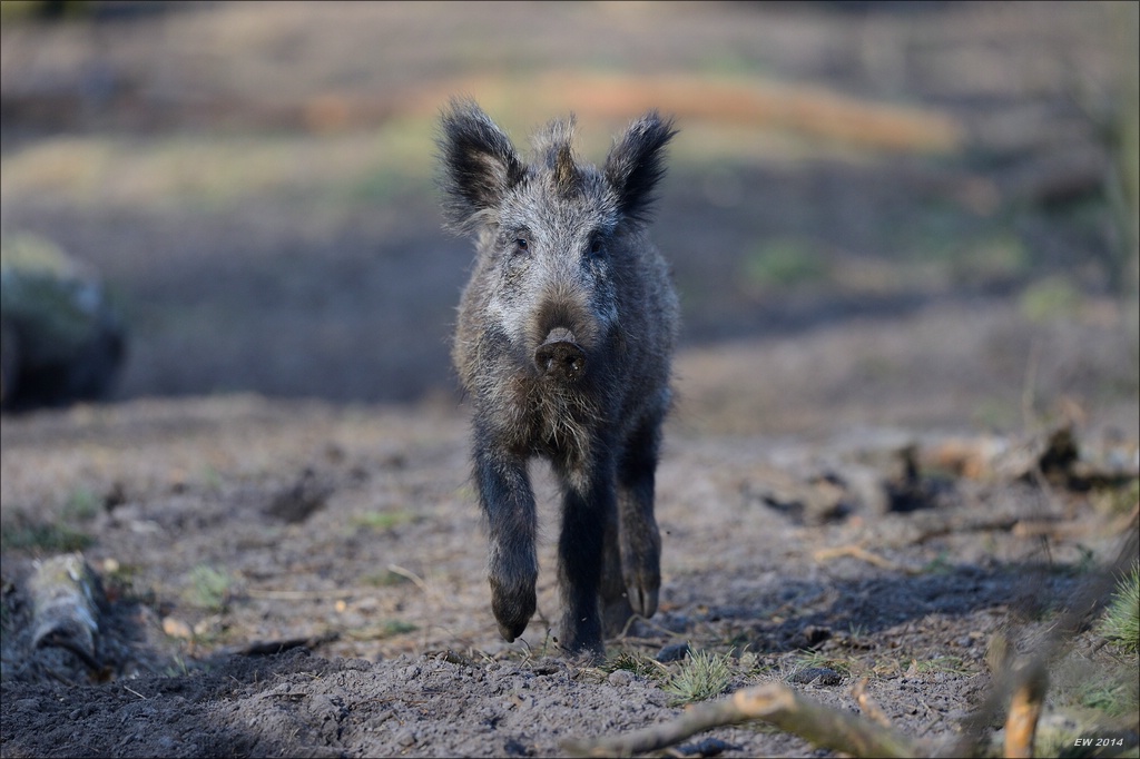 aacomp wildgehegerissen 20140307 0403