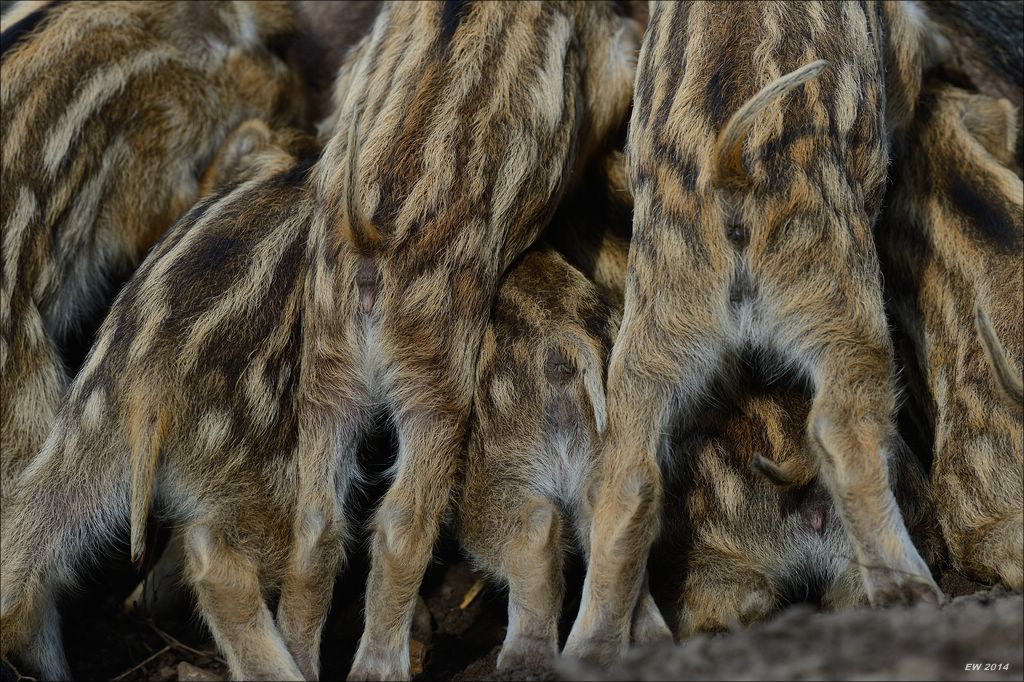 aacomp wildgehegerissen 20140307 1751