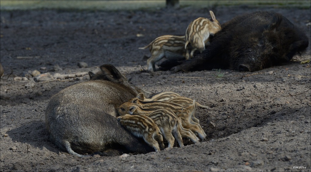 aacomp wildgehegerissen 20140307 1774