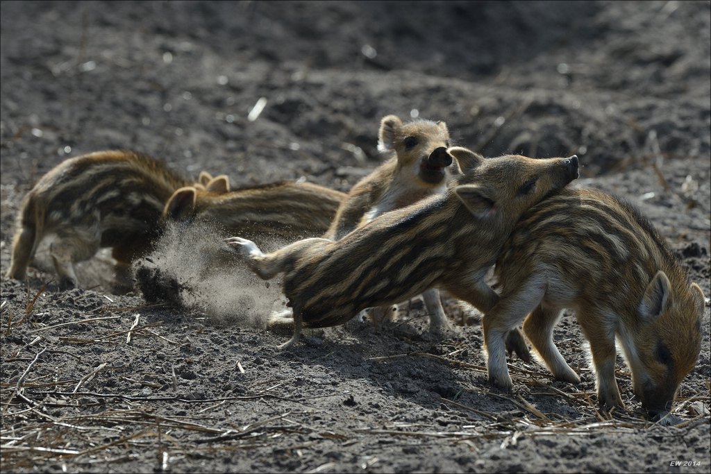 aacomp wildgehegerissen 20140307 2175