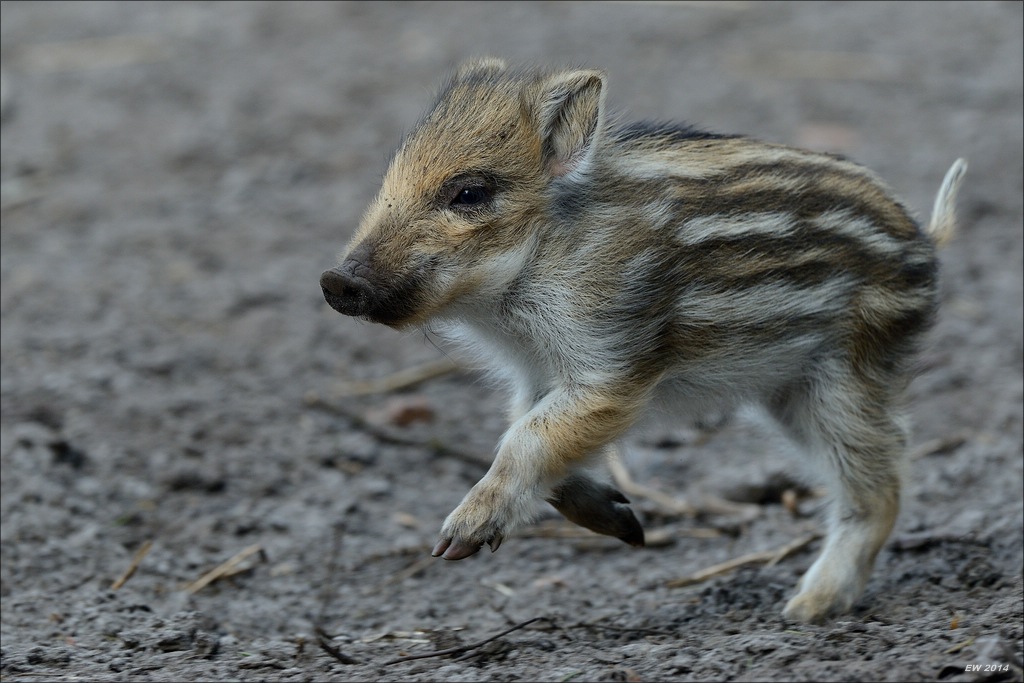 aacomp wildgehegerissen 20140307 2435