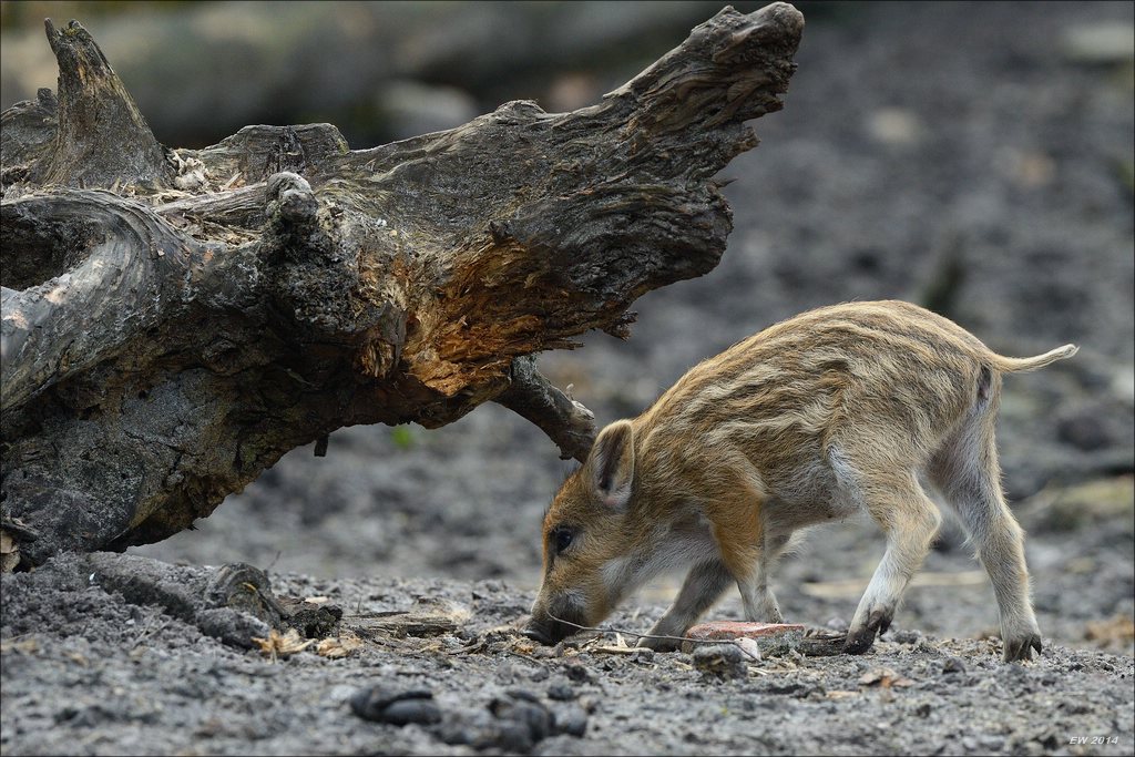 aacomp wildgehegerissen 20140307 2616