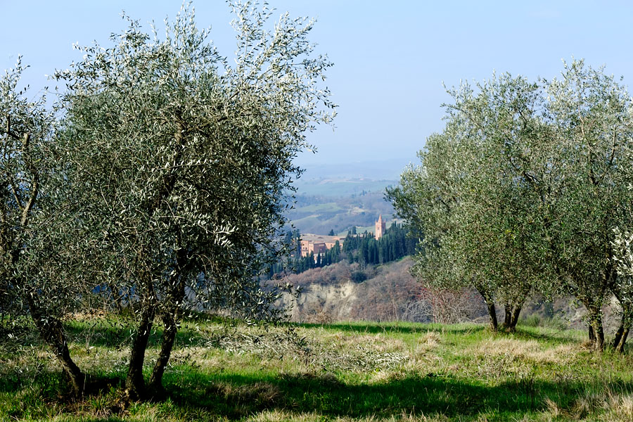 Abbazia Olivieto