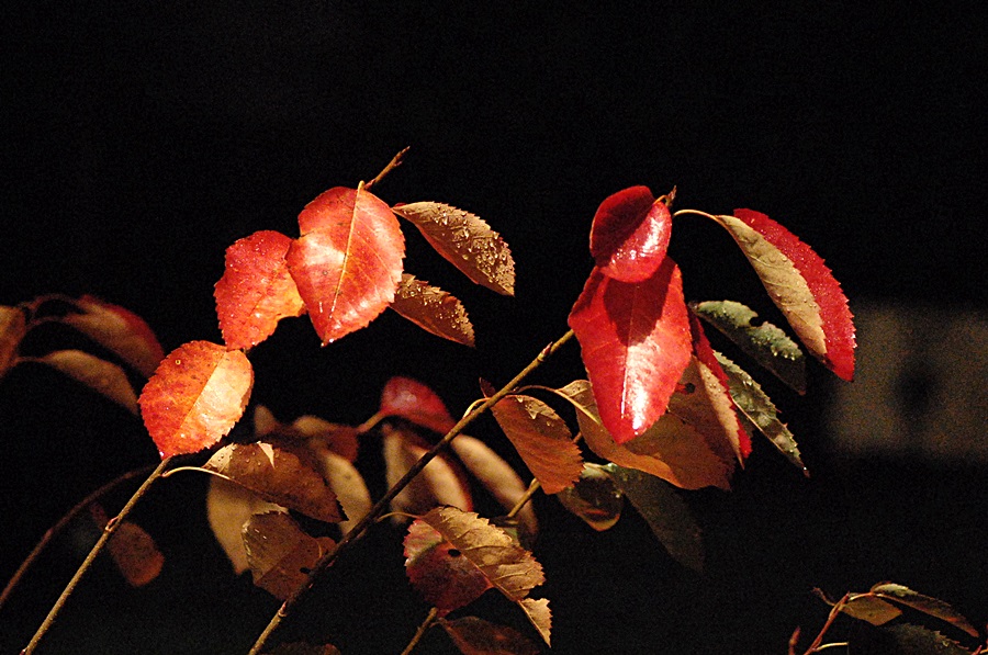 Abend 12.11.13 002