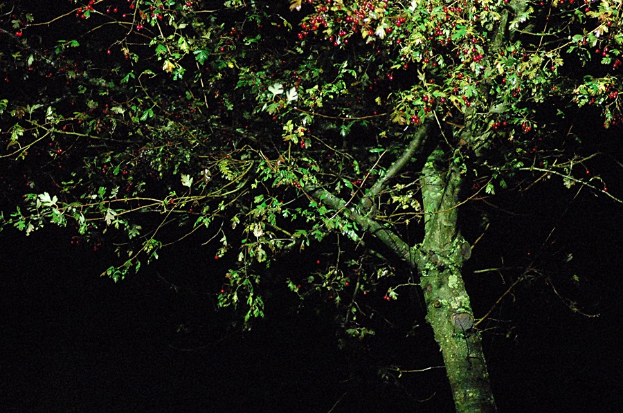 Abend 12.11.13 005