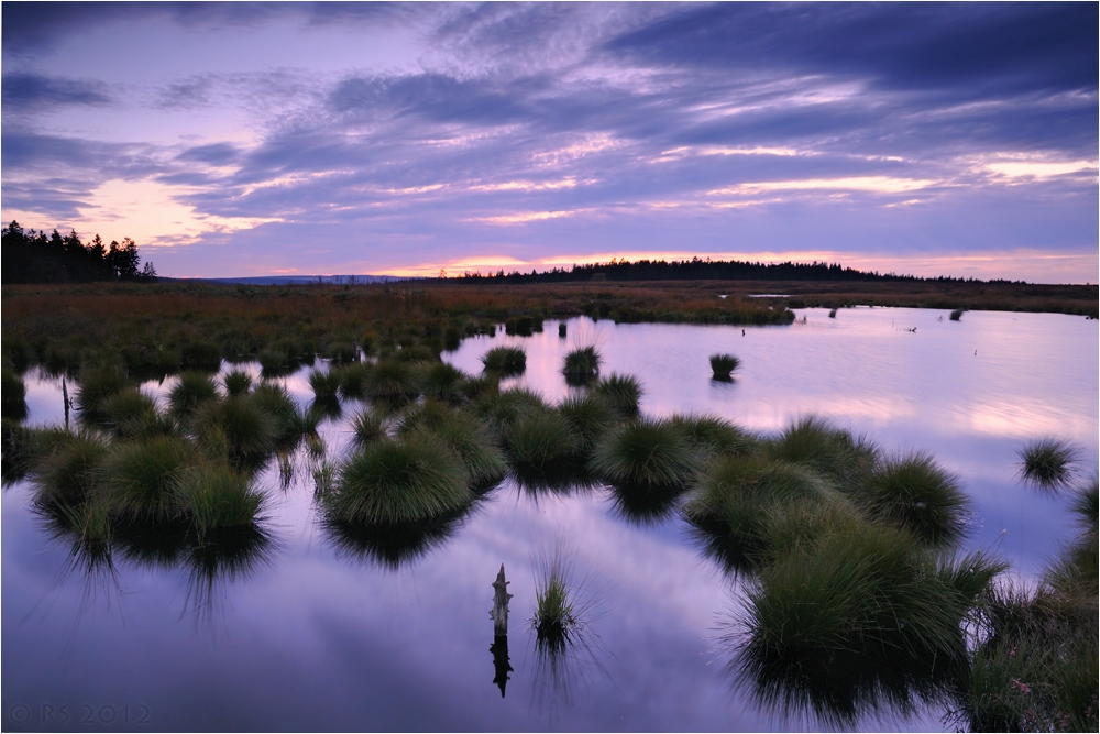 Abendstimmung im Moor