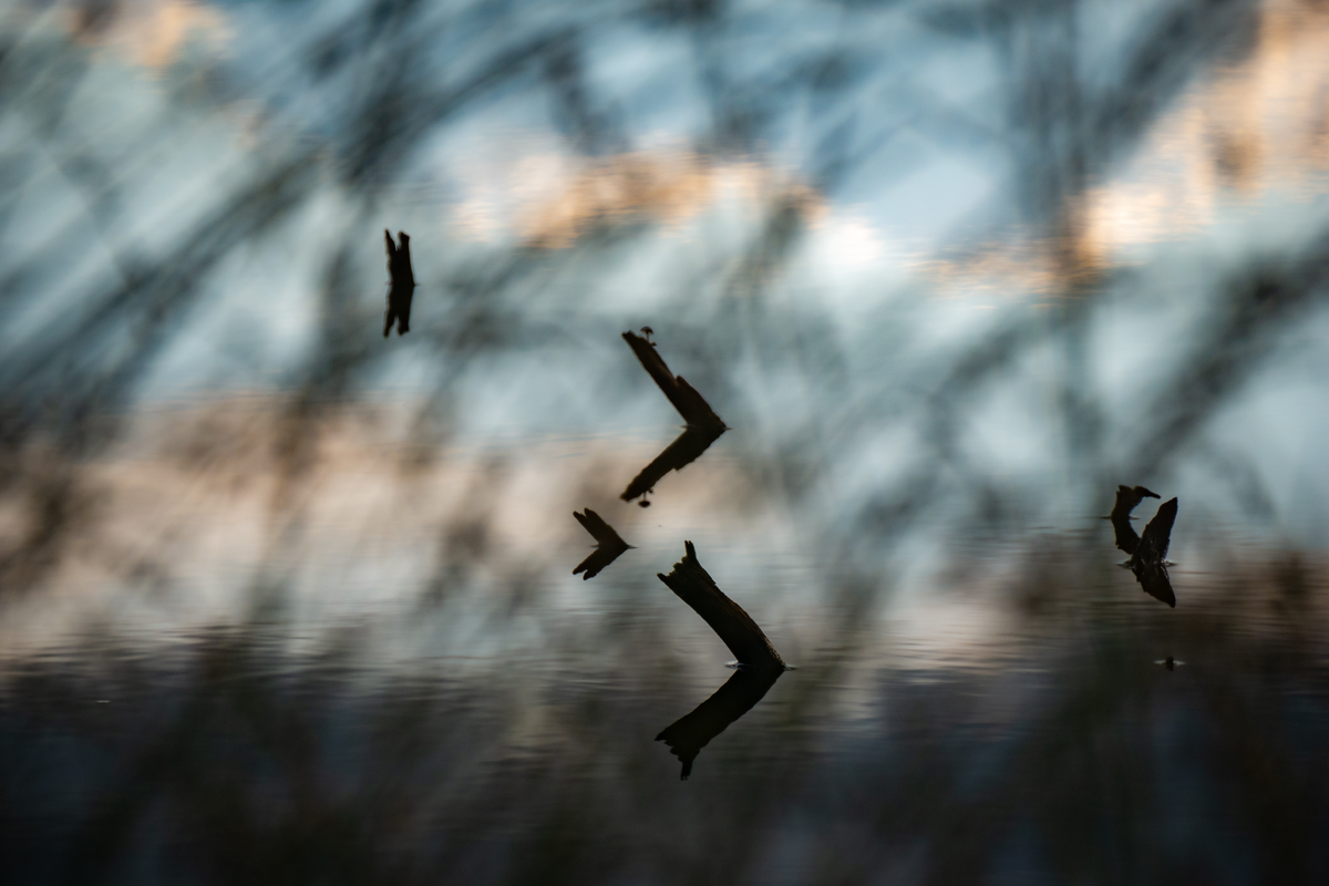 Abendstimmung im Piezmoor