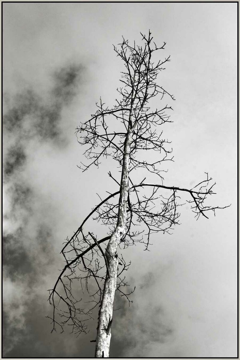 Abgestorben BW_2.jpg