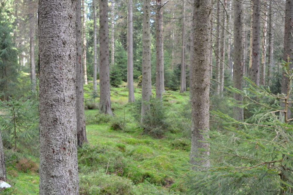 Achtermann Wald