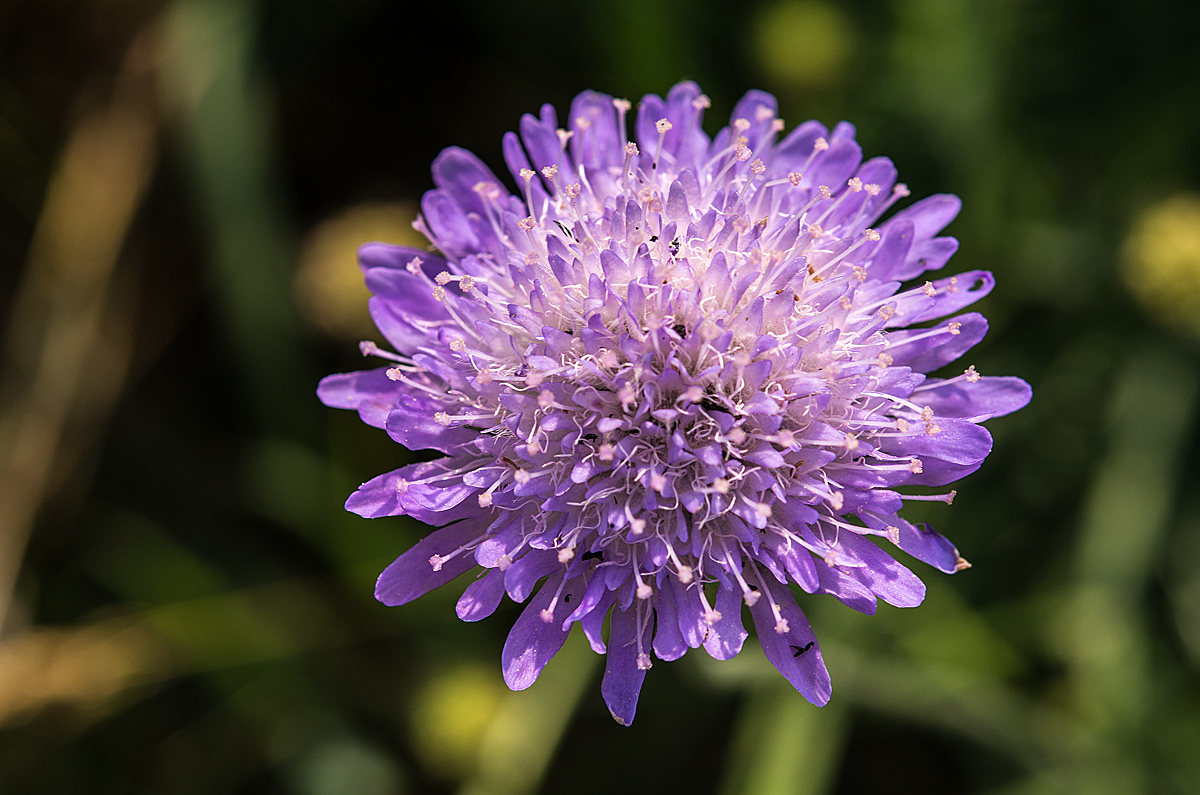 Acker Witwenblume 2