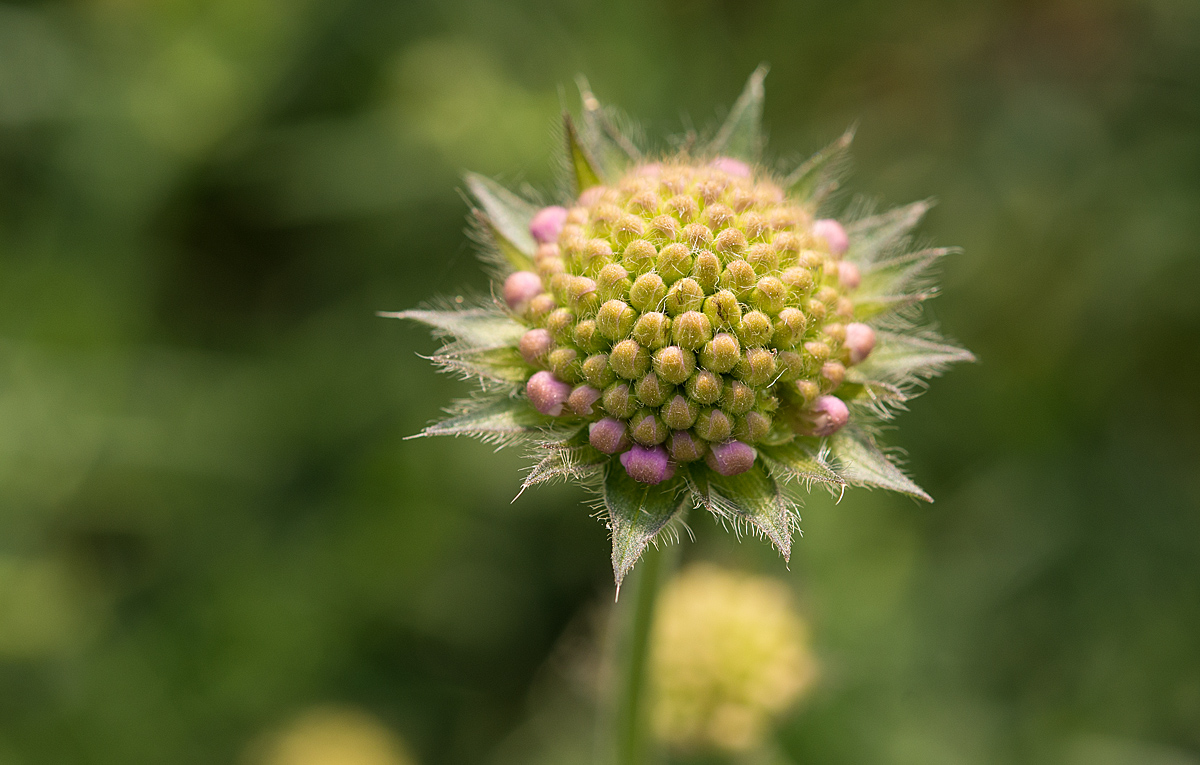 Acker Witwenblume