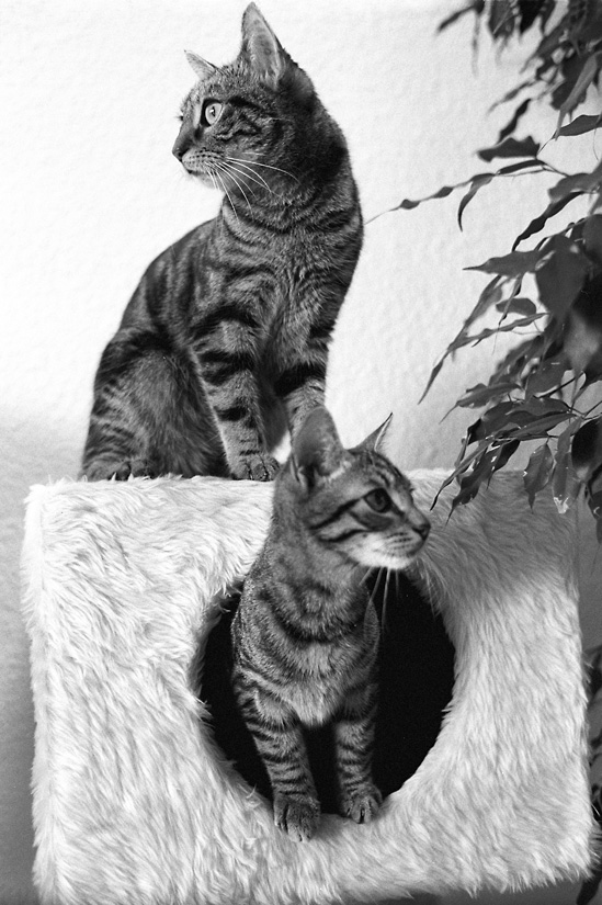Acki und Samson