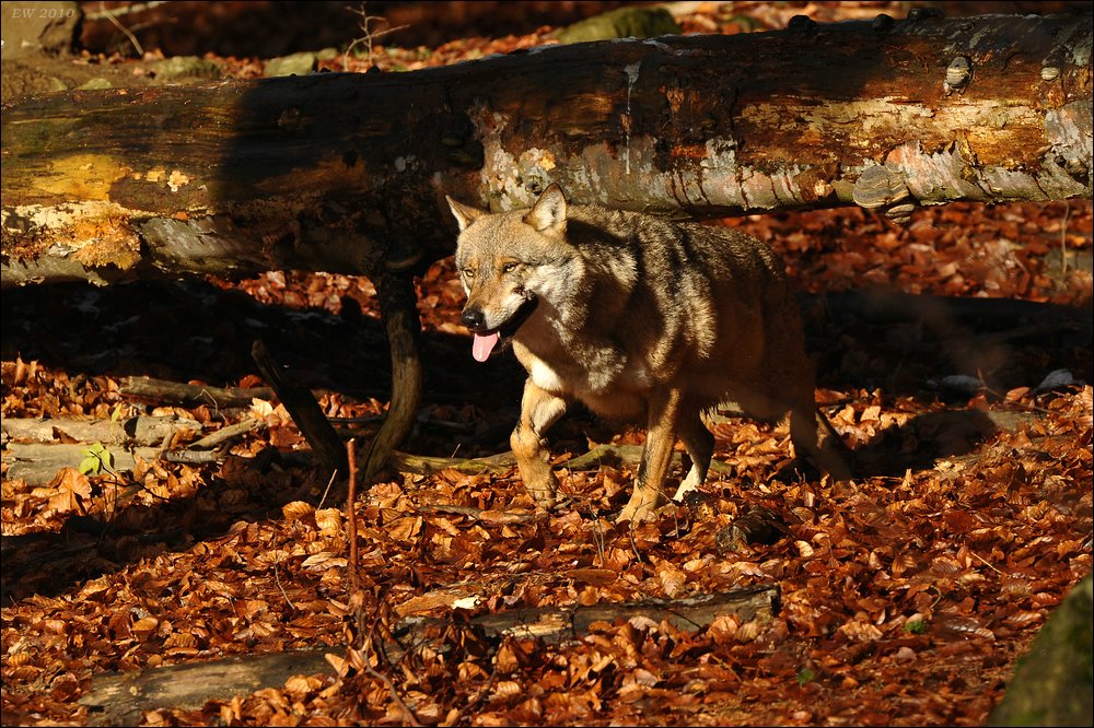 acomp Bayrischer Wald 0208