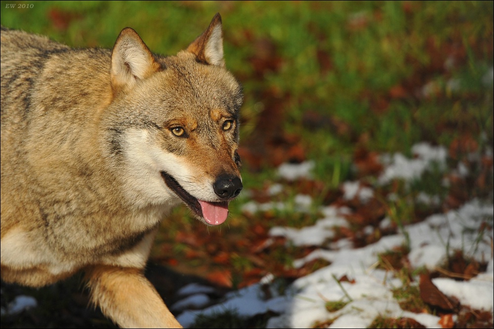 acomp Bayrischer Wald 0232