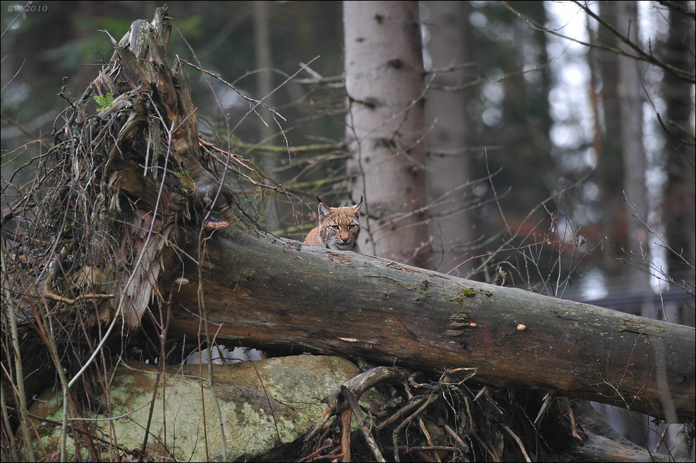 acomp Bayrischer Wald 1381