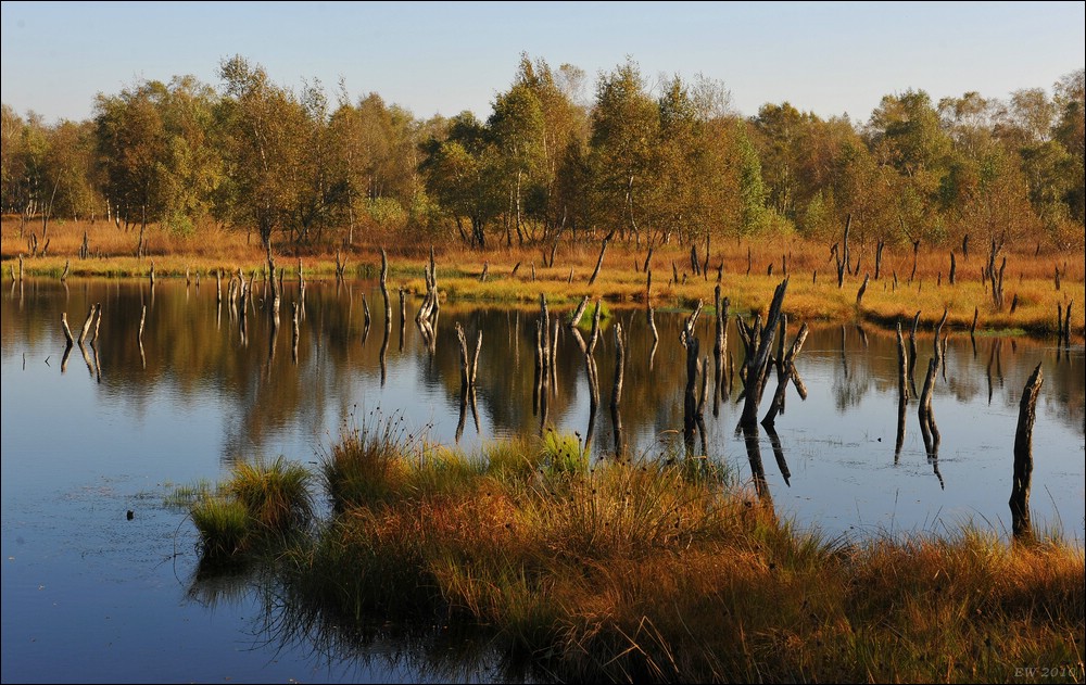acomp duvens.brook 0534