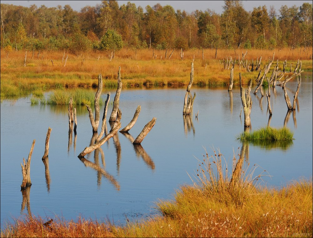acomp duvens.brook 0596